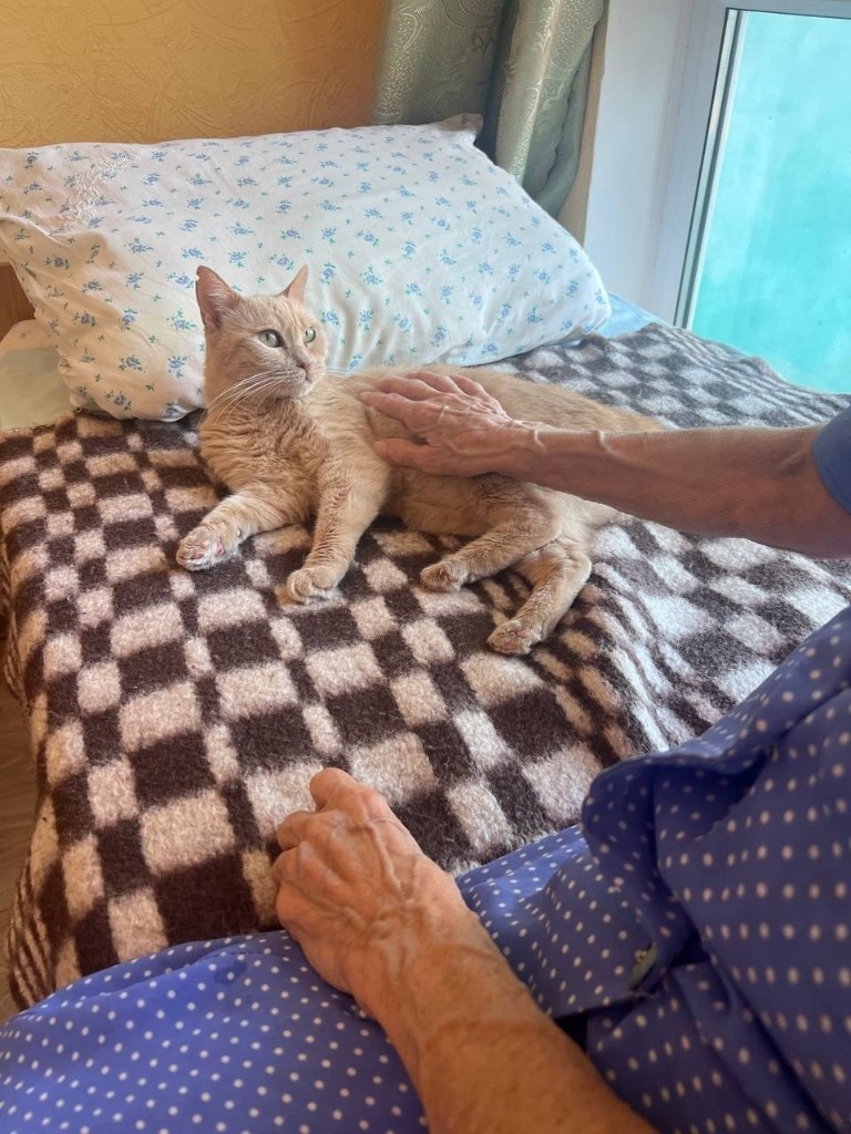 Руки постояльца гладят кошку на кровати
